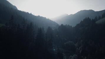 lumière du soleil brillant dans brumeux des bois arbre la nature environnement video