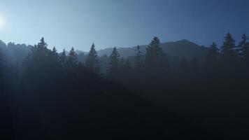 lumière du soleil brillant dans brumeux des bois arbre la nature environnement video