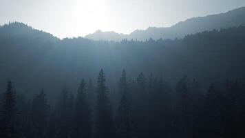 filmische dar schot visie van Woud bomen landschap landschap video