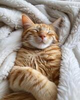 ai generado un contento naranja gato anidado en un suave, blanco frazada, perfectamente encantador y deliciosamente peculiar felinos foto
