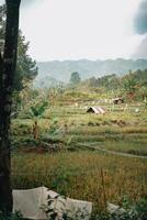 Explore Sentul Bogor Spectacular Waterfalls and Forest Trails. A Hiking Adventure with Friends in Gunung Pancar. Stunning Photography - Wonderful Indonesia photo