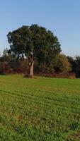 Vertikale Video von Grün Natur. allein Baum im das Feld