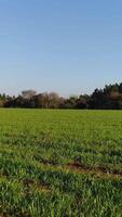 verticale video di verde natura. solo albero nel il campo