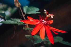 Beautiful Red Passion Flower Passifloraceae in Ancol Eco Park Jakarta photo