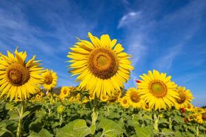 girasoles en un agrícola campo en Asia. planta amarillo flores y girasol semillas fondo naturaleza azul cielo y montañas. durante bonito soleado invierno día en agricultores jardín. foto