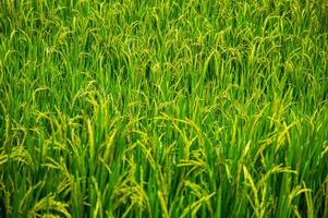 verde arroz campo. arroz orejas en el lluvioso estación. arroz campo paisaje. foto