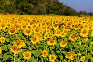 Sunflowers on an agricultural field in Asia. Plant yellow flowers and sunflower seeds. backgroud nature blue sky and mountains. during nice sunny winter day in farmer's garden. photo