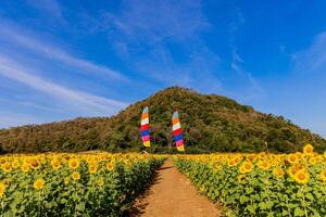 girasoles en un agrícola campo en Asia. planta amarillo flores y girasol semillas fondo naturaleza azul cielo y montañas. durante bonito soleado invierno día en agricultores jardín. foto