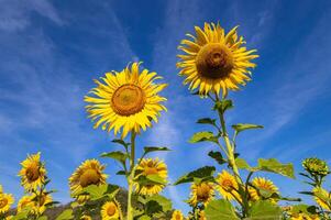 girasoles en un agrícola campo en Asia. planta amarillo flores y girasol semillas fondo naturaleza azul cielo y montañas. durante bonito soleado invierno día en agricultores jardín. foto