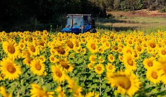 Sunflowers on an agricultural field in Asia. Plant yellow flowers and sunflower seeds. backgroud nature blue sky and mountains. during nice sunny winter day in farmer's garden. photo