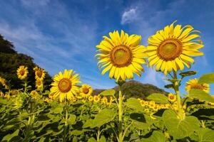 girasoles en un agrícola campo en Asia. planta amarillo flores y girasol semillas fondo naturaleza azul cielo y montañas. durante bonito soleado invierno día en agricultores jardín. foto