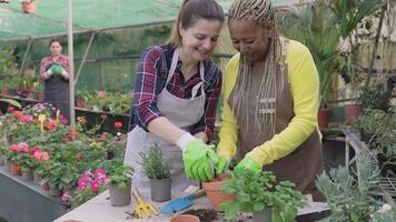 zwei Frauen Arbeiten im ein Garten Center video