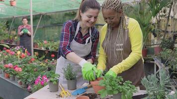 Due donne Lavorando nel un' giardino centro video