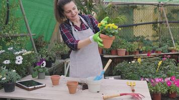 un contento mujer es tomando cuidado de plantas en un jardín centrar video