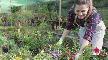 een gelukkig vrouw is nemen zorg van planten in een tuin centrum video