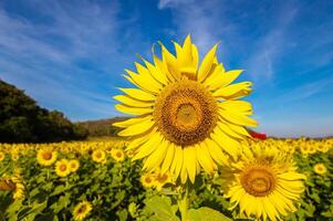 Sunflowers on an agricultural field in Asia. Plant yellow flowers and sunflower seeds. backgroud nature blue sky and mountains. during nice sunny winter day in farmer's garden. photo