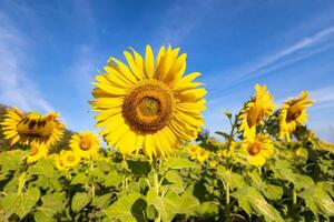 girasoles en un agrícola campo en Asia. planta amarillo flores y girasol semillas fondo naturaleza azul cielo y montañas. durante bonito soleado invierno día en agricultores jardín. foto