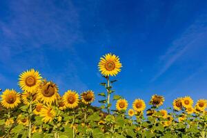 girasoles en un agrícola campo en Asia. planta amarillo flores y girasol semillas fondo naturaleza azul cielo y montañas. durante bonito soleado invierno día en agricultores jardín. foto