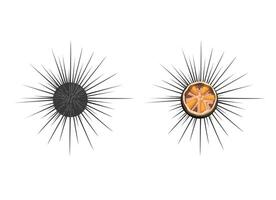 Sea Urchins Marine Animal Species Anatomy Illustration Vector