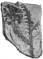 Voltzia heterophylla, vintage engraving. photo