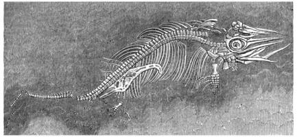 Small ichthyosaur fossil preserved in the womb of his mother, vintage engraving. photo