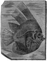 Batfish altissimus, The fish of the Eocene period, vintage engraving. photo