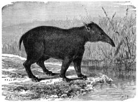 The great Paleotherium, mammal pachyderm of the Eocene period, vintage engraving. photo