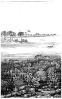 The age of the Jurassic sea at Burgundy, France, vintage engraving. photo