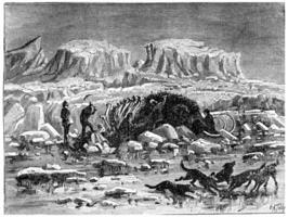 Mammoth found in the ice of Siberia, with its meat and skin, vintage engraving. photo