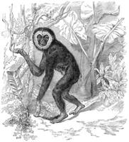 Gibbon, vintage engraving. photo