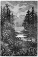 A forest in the early centuries of the Cretaceous Period, vintage engraving. photo