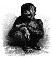 The gorilla of the Museum of Paris a month before his death, vin photo