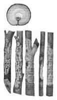 Cross section of pine trunk presented with an injury due to an animal, Traces left by voles, vintage engraving. photo
