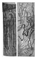 Pissodes pini larvae galleries and doll cradles a left on the trunk itself, has the right, on the inner side of the bark, vintage engraving. photo