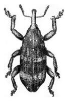 Pissodes piceae, vintage engraving. photo