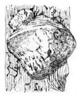 Unit of fruiting Polyporus hartigii, vintage engraving. photo