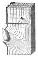 State of a portion of Oak tron after falling branches, effected following the natural process, vintage engraving. photo
