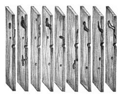 Radial sections of pine wood, showing the path of Hylesinus minor larvae galleries and the puppe chamber, vintage engraving. photo