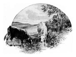 The cow eats grass and clover from the meadow, drinks water from photo