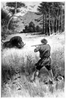 The beast, wounded only, returns to him, vintage engraving. photo