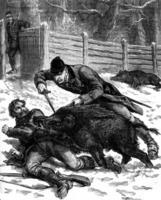 A boar hunt. One of the animals was thrown over a guard, vintage engraving. photo
