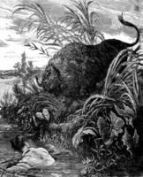 Chased by a bison. I rushed into the river, vintage engraving. photo