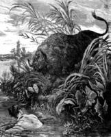 Chased by a bison. I rushed into the river, vintage engraving. photo