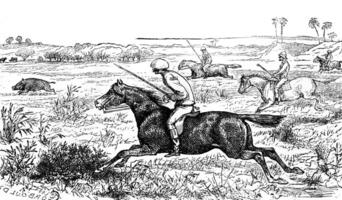 Gallop, vintage engraving. photo