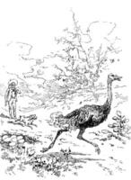 Narcissus Nicaise perilous adventures in the Congo. Pierrot barked against a large ostrich, vintage engraving. photo