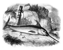 The emperor fish or swordfish, vintage engraving. photo