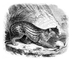 The ocelot, vintage engraving. photo