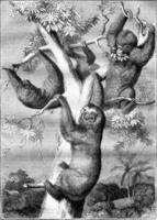 The sloths, vintage engraving. photo