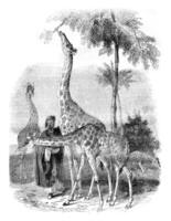 Giraffes arrived in London in 1836, vintage engraving. photo