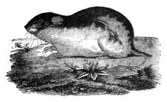 Lemming, vintage engraving. photo